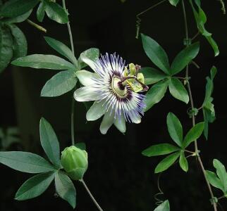 西番蓮的功效和作用？西番蓮果怎么吃？【圖】