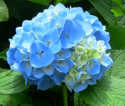 八仙花的繁殖方法？八仙花的花語？【圖】