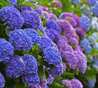 八仙花的繁殖方法？八仙花的花語？【圖】