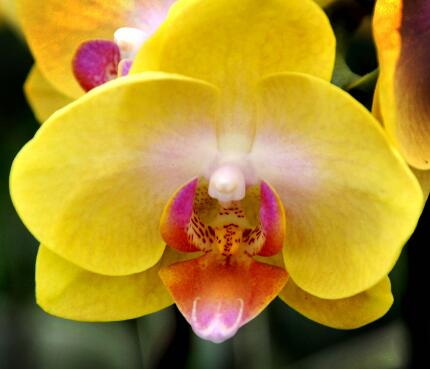 蝴蝶花的形態特征？蝴蝶花的繁殖培育？【圖】