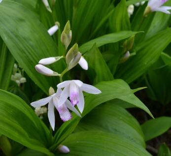 白芨的形態特征？白芨的栽培技術？【圖】
