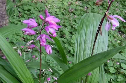 白芨的形態特征？白芨的栽培技術？【圖】