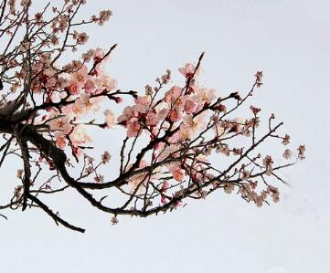 杏花的園林觀賞？杏花的栽培要點？【圖】