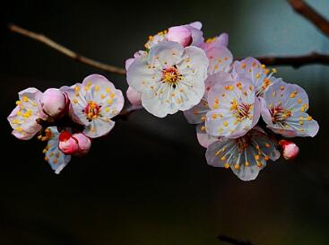 杏花的園林觀賞？杏花的栽培要點？【圖】