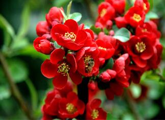 貼梗海棠的種植方法？貼梗海棠的觀賞價值？【圖】