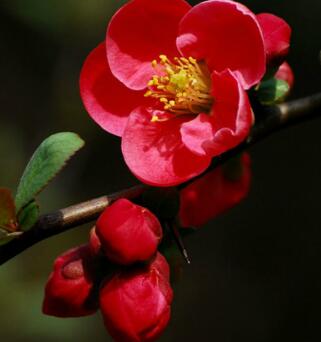 貼梗海棠的種植方法？貼梗海棠的觀賞價值？【圖】