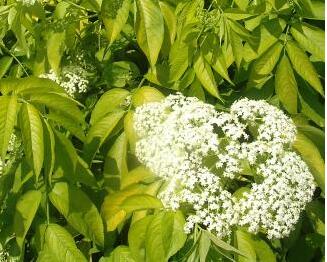 接骨木的功效與作用？接骨木的繁殖方法？【圖】