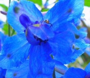 飛燕草和大花飛燕草的區別？小編給您說道說道！【圖】