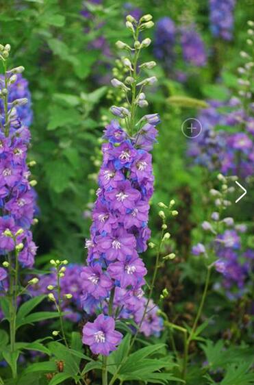 飛燕草和大花飛燕草的區別？小編給您說道說道！【圖】