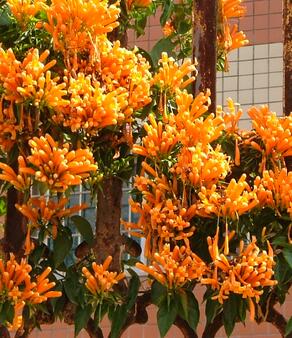 炮仗花有毒嗎？炮仗花致癌？不可道聽(tīng)途說(shuō)！【圖】