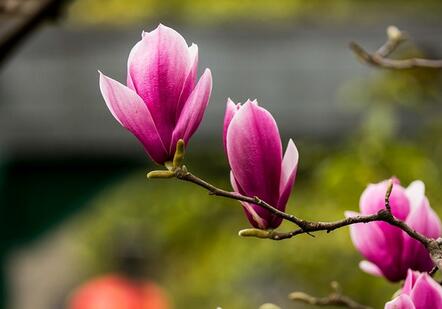 紫玉蘭的栽培要點？紫玉蘭的藥用價值？【圖】