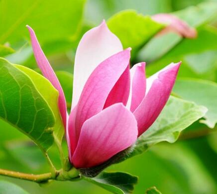 紫玉蘭的栽培要點？紫玉蘭的藥用價值？【圖】