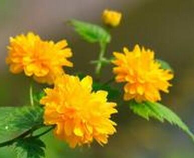 如何種植棣棠？來聽專家為您一一解說！【圖】