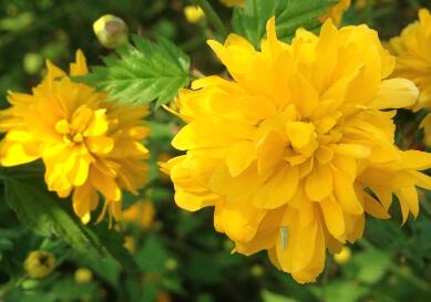 如何種植棣棠？來聽專家為您一一解說！【圖】