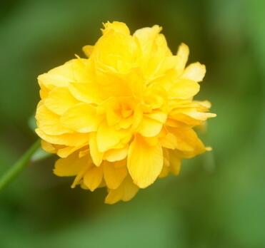 如何種植棣棠？來聽專家為您一一解說！【圖】