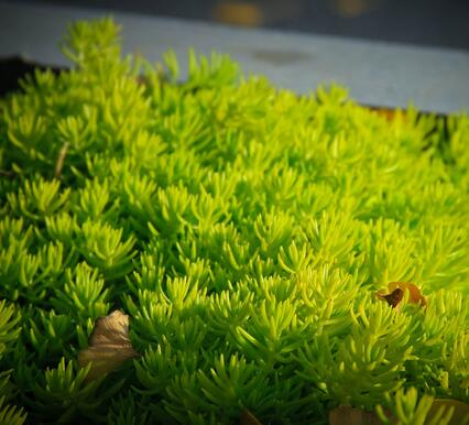 治理霧霾新主張！樓頂種植佛甲草！【圖】