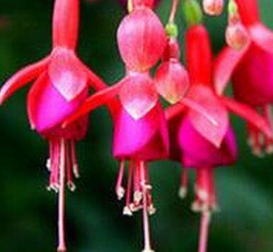 倒掛金鐘的養(yǎng)殖方法？倒掛金鐘花圖片？【圖】