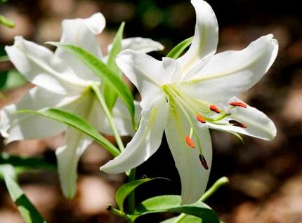 玉簪花哪個品種好？業內人士告訴你【圖】