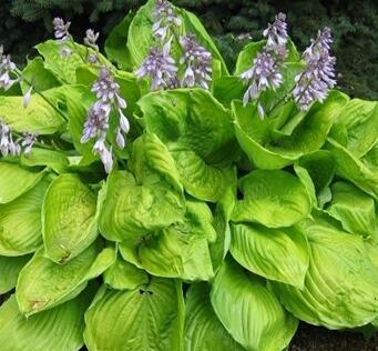 玉簪花哪個品種好？業內人士告訴你【圖】