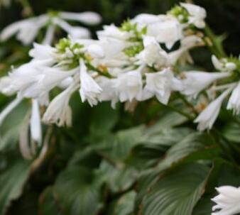 玉簪花哪個品種好？業內人士告訴你【圖】