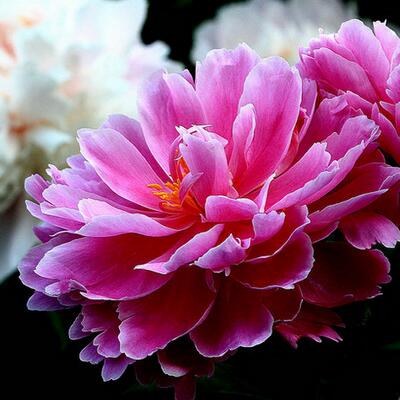 芍藥的功效與作用？芍藥花圖片【圖】