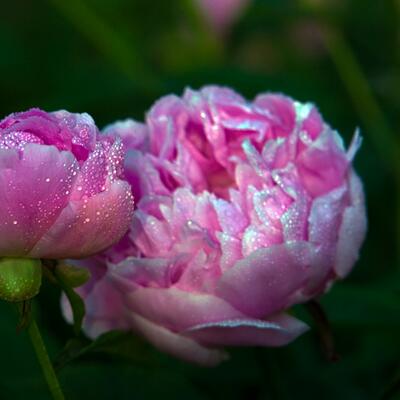 芍藥的功效與作用？芍藥花圖片【圖】