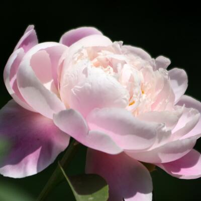 芍藥的功效與作用？芍藥花圖片【圖】