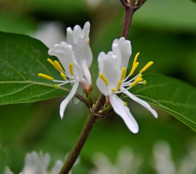 金銀木果實能吃嗎？金銀木與金銀花的區別【圖】