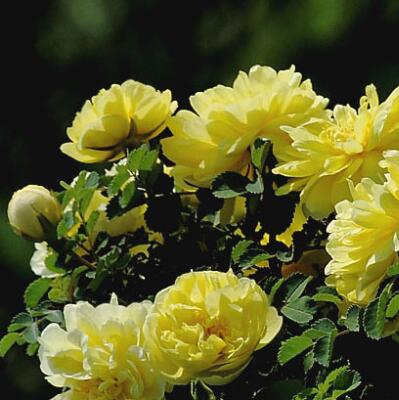 黃刺玫的繁殖方法？黃刺玫的病害防治【圖】