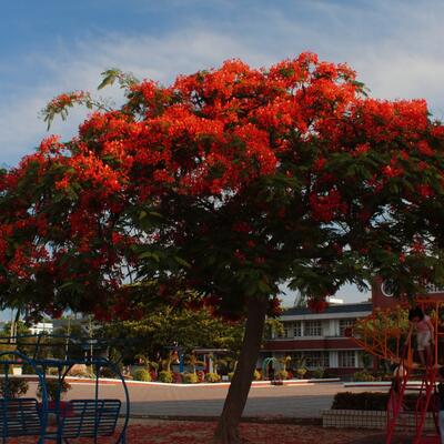 鳳凰木的栽培方法？鳳凰木圖片【圖】