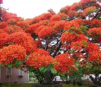 鳳凰木的栽培方法？鳳凰木圖片【圖】
