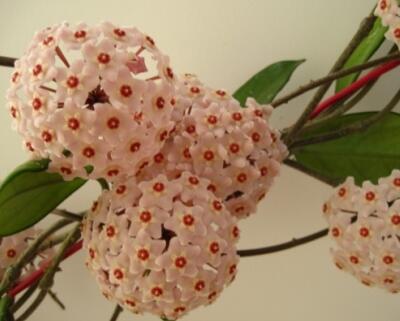 球蘭為什么不開花？球蘭的圖片【圖】