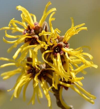 金縷梅的功效與作用？金縷梅的繁殖方法【圖】