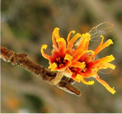 金縷梅的功效與作用？金縷梅的繁殖方法【圖】