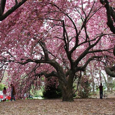 日本晚櫻的花期？日本晚櫻病害蟲防治【圖】