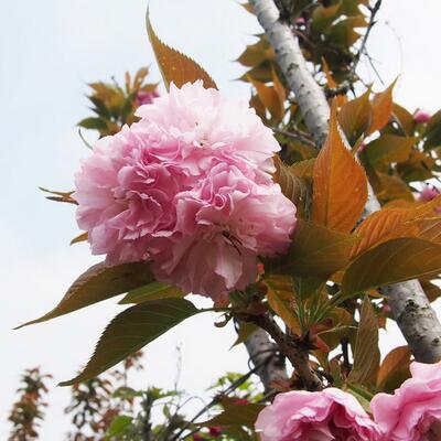 日本晚櫻的花期？日本晚櫻病害蟲防治【圖】