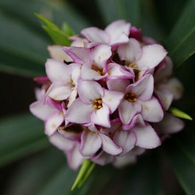 金邊瑞香可以致癌？無稽之談【圖】