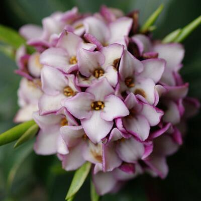 金邊瑞香可以致癌？無稽之談【圖】