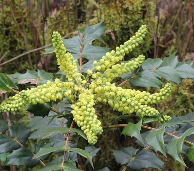 十大功勞的功效與作用？十大功勞名字的由來【圖】