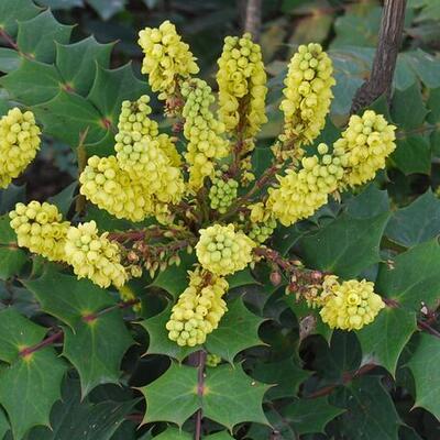 十大功勞的功效與作用？十大功勞名字的由來【圖】