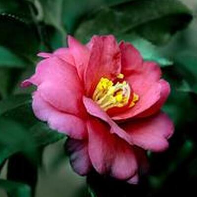 茶梅的繁殖方法？十大功勞名字的由來【圖】