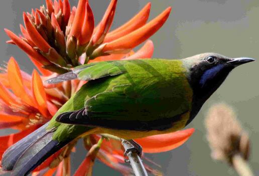 刺桐和雞冠刺桐的區(qū)別？刺桐的圖片【圖】