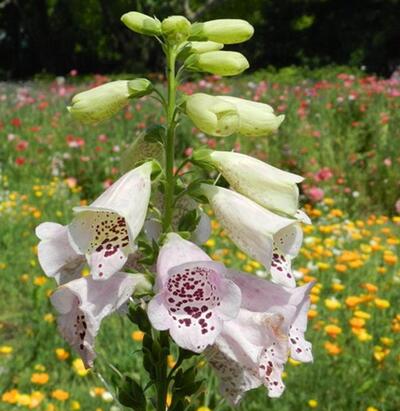 毛地黃治療什么病？專家告訴你【圖】