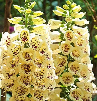 毛地黃治療什么病？專家告訴你【圖】