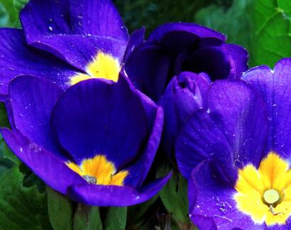 報春花的功效？報春花圖片！【圖】