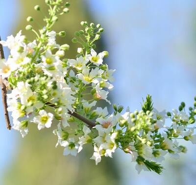 文冠果的價格？文冠果的圖片【圖】