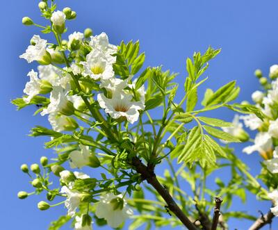 文冠果的價格？文冠果的圖片【圖】