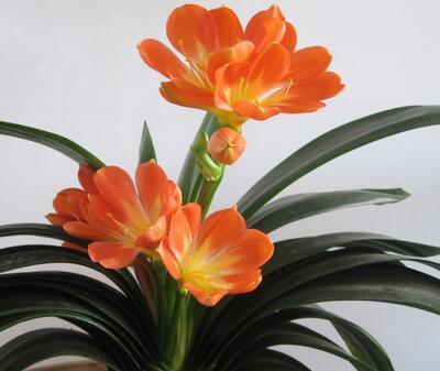 君子蘭開花有什么兆頭？風景大師給您說【圖】