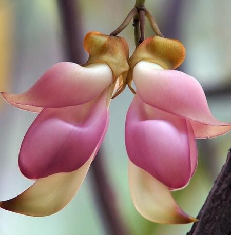 禾雀花的繁殖方法？禾雀花的栽培技術【圖】