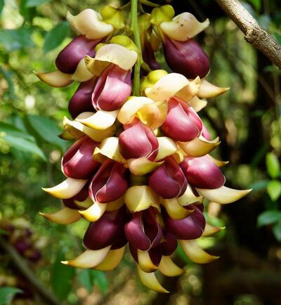 禾雀花的繁殖方法？禾雀花的栽培技術【圖】